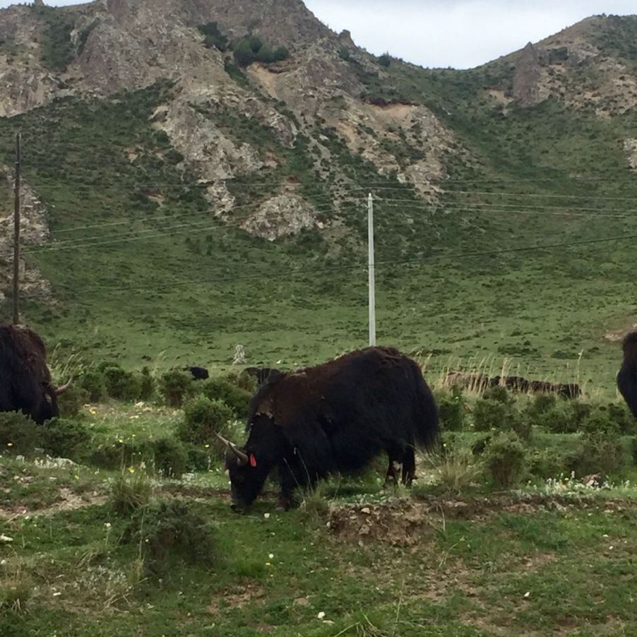 Yaks and all: beautiful scenery in Qinghai province